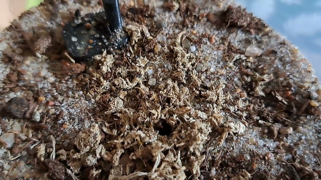 interesting Myrmica colony (constricta, hellenica or scabrinodis)