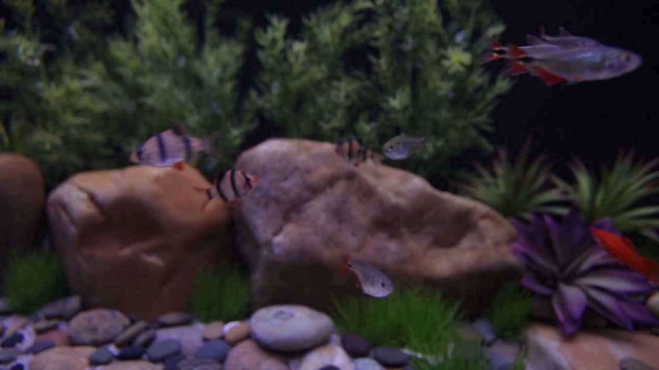Satellite Freshwater LED - Current USA LED Aquarium Light