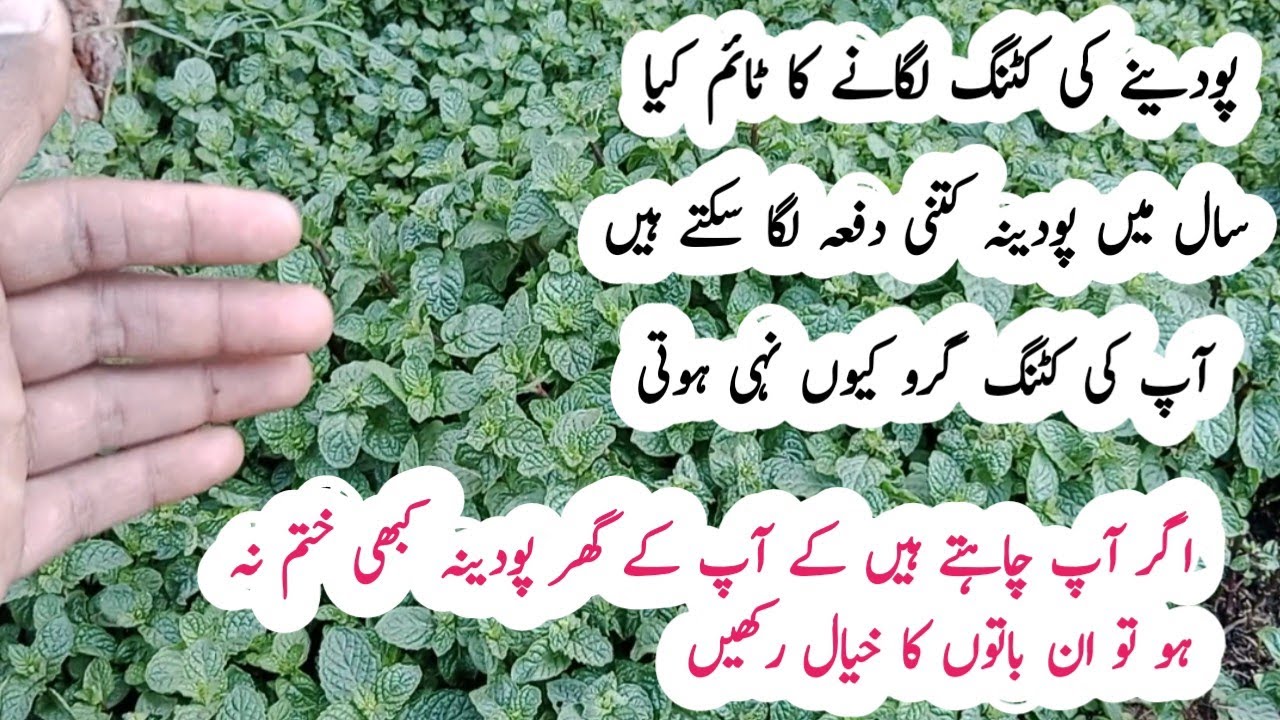 podina ugane k motaliq full information | How to grow mint at home .