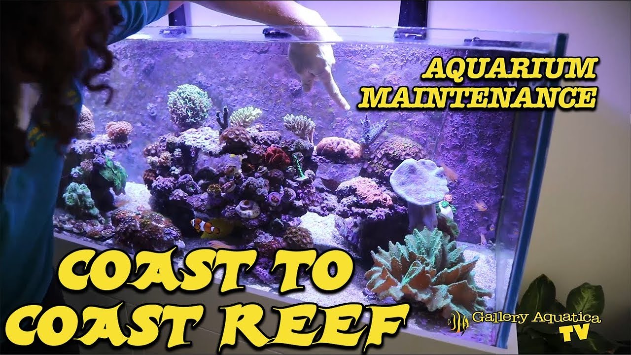 Aquarium Maintenance: Coast to Coast Reef --- Gallery Aquatica TV