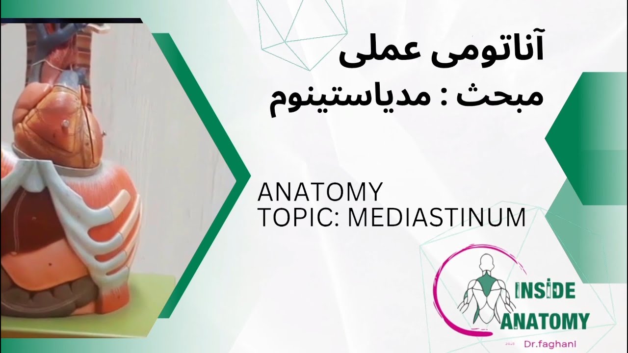 Anatomy of the Thorax, Mediastinum