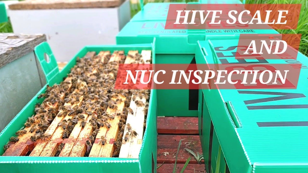 HIVE SCALE AND NUC INSPECTION 