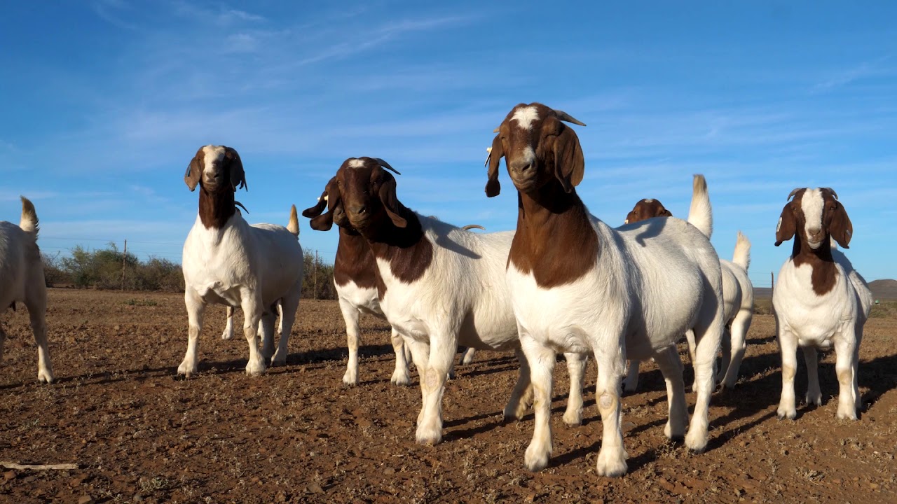 Boerbok Wêreldskou Veiling