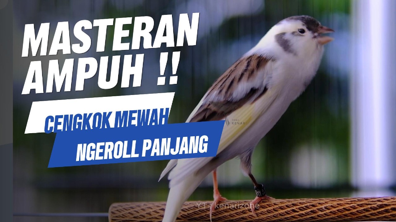 Pancingan Kenari Gacor, Cengkok Mewah, Ngeroll panjang | Materan kenari PAUD | Masteran burung