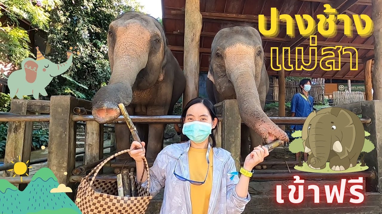 EP. 40 ปางช้างแม่สา อ.แม่ริม จ.เชียงใหม่ เข้าฟรีละนะครับ