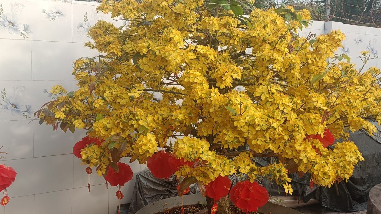 ngày.15.tháng.2.nhằm.ngày.28.tết.quá.bông.₫ẹp