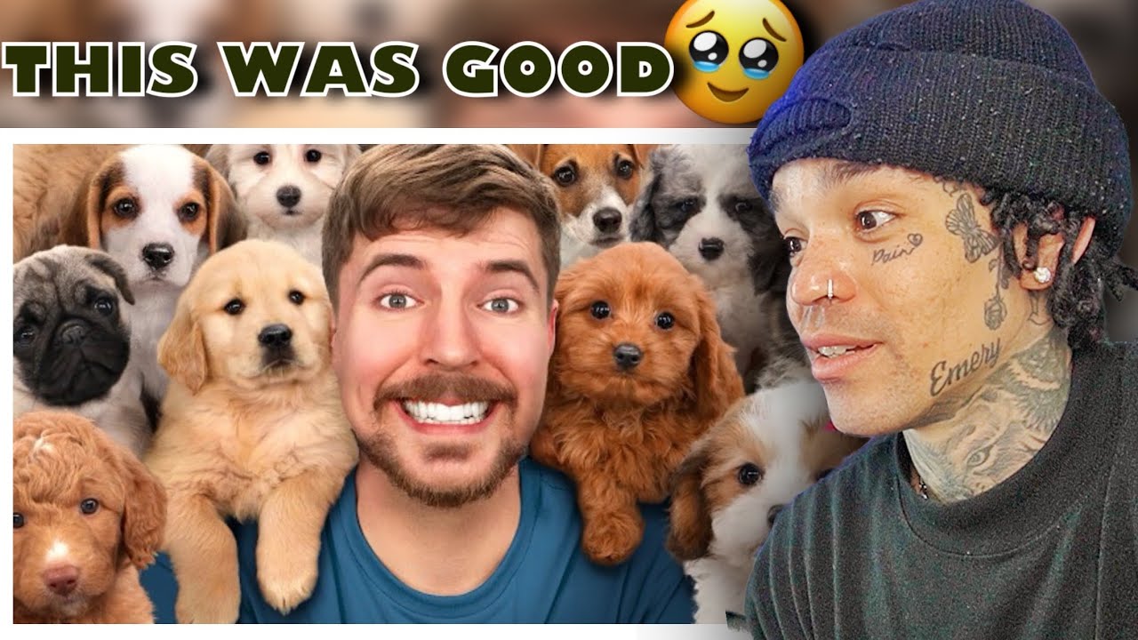 MrBeast — Я спас 100 брошенных собак! [реакция]