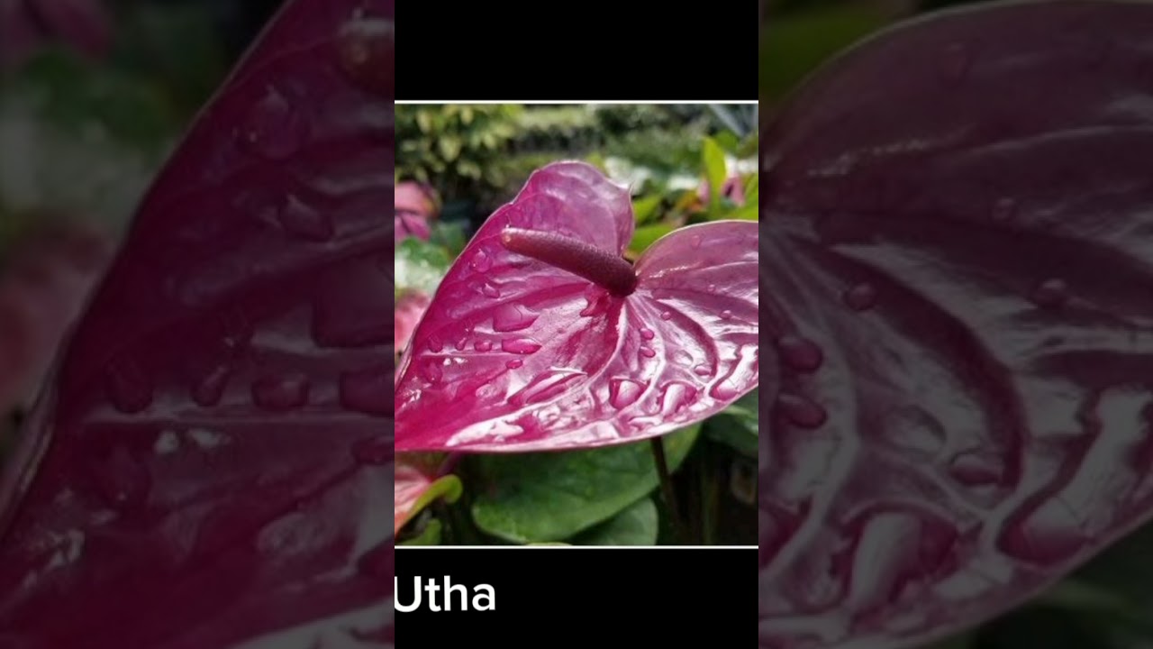 Anthurium purple colour varieties
