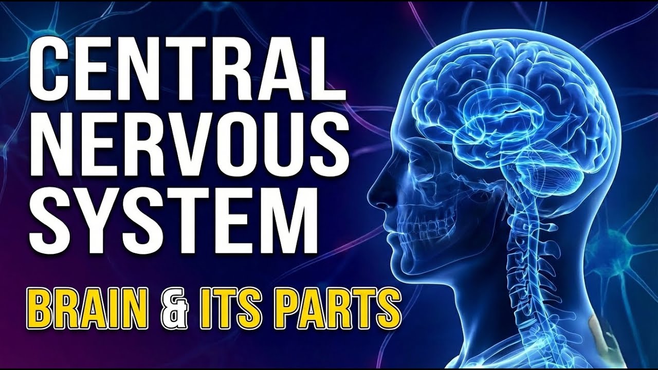 Human Brain Class 11| Central Nervous System Class 11 | NCERT Biology | NEET Preparation #brain