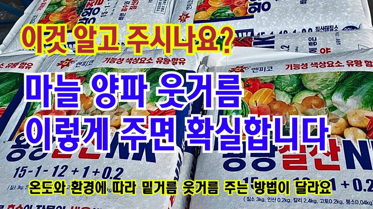 마늘 양파 웃거름 이렇게 줘야 확실해요// 모든 농작물에 적용합니다//