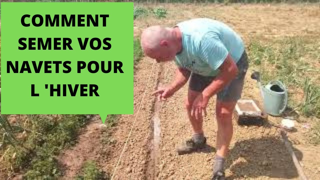 Comment semer vos navets d'hiver  ( mi-juillet )