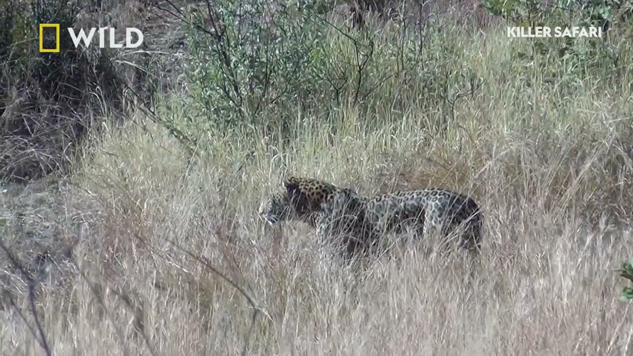 Leopard vs Warthog | Killer Safari | National Geographic MENA