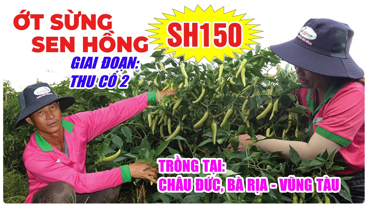 THAM QUAN RUỘNG ỚT SỪNG V&Agrave;NG SEN HỒNG SH150 GIAI ĐOẠN THU CỔ 2 TẠI CH&Acirc;U ĐỨC, B&Agrave; RỊA - VŨNG T&Agrave;U