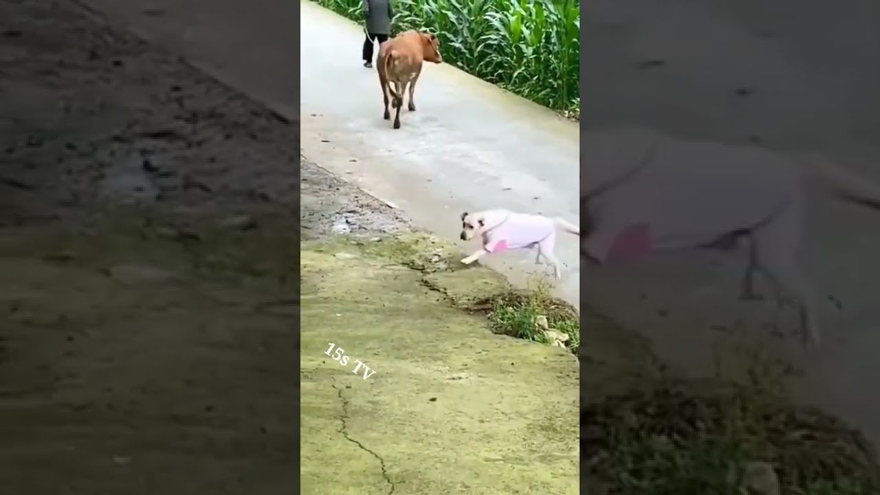 cow is kick a dog #cow#dog #animals #animalshortsvideo