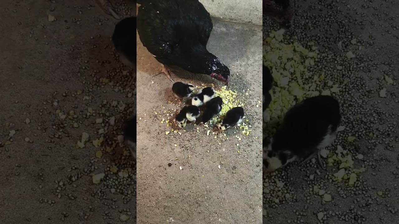 چوزے نکالنے کا تاریخ 9 3 2026 