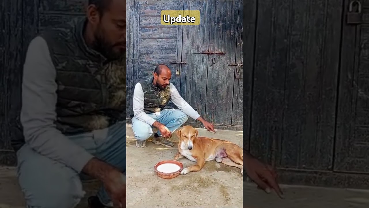 Dog rescue Pakistan #cutespets #cutepet #funny #cat #cute #cutepetscentral #cutecat #pets