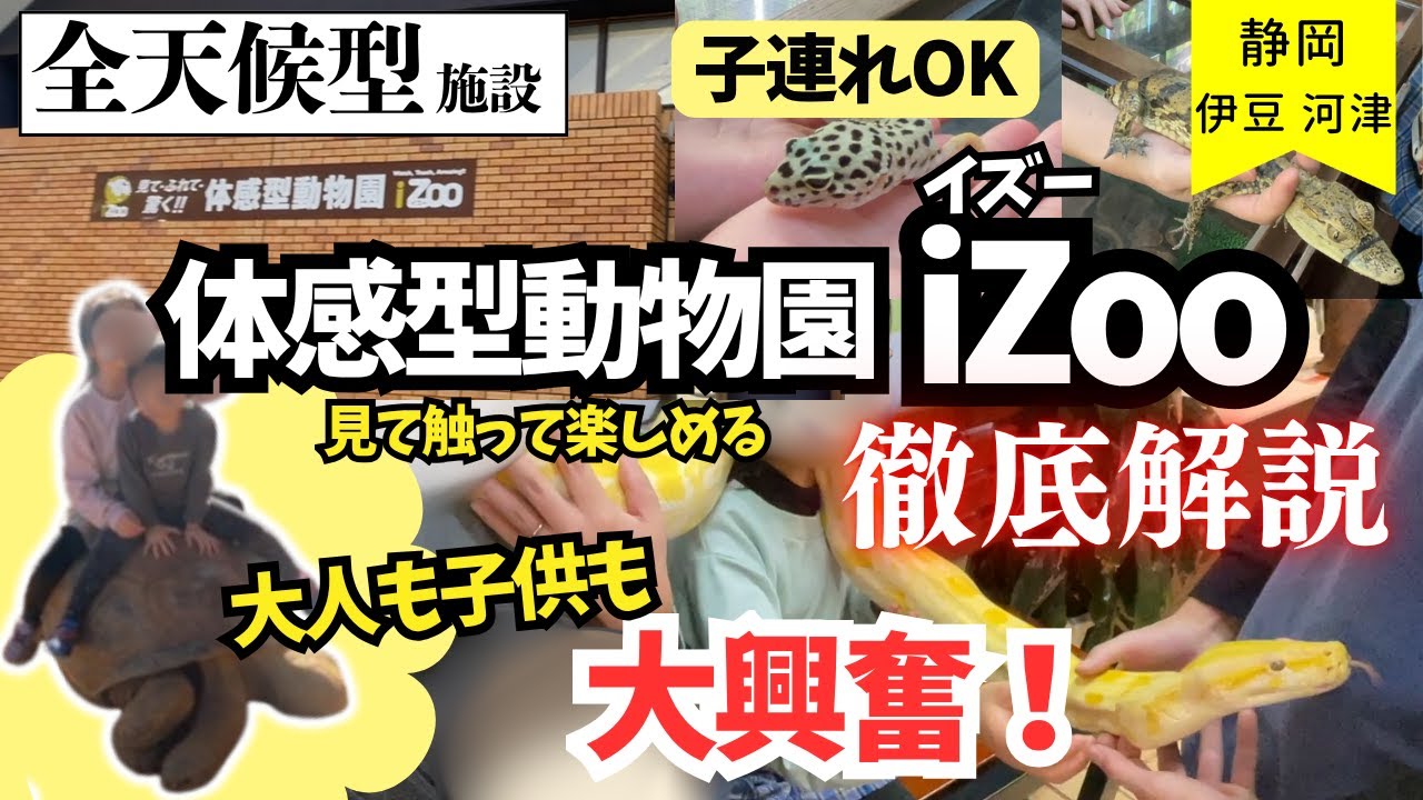 【子連れ旅行】伊豆・河津の体感型動物園iZooがすごすぎた！迫力＆エサやり＆ふれあい体験が楽しすぎ！静岡旅行スポット紹介