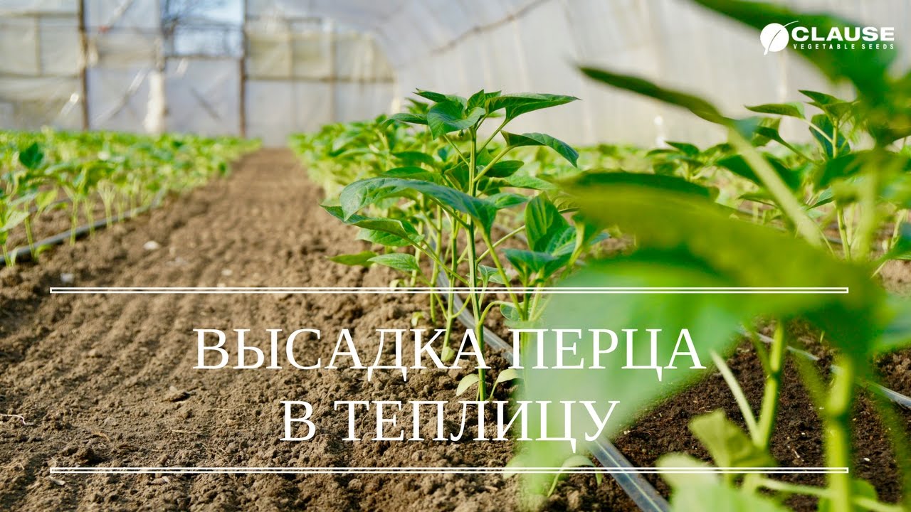 ВЫСАДКА РАССАДЫ ПЕРЦА В ТЕПЛИЦУ | ВЫСАЖИВАЕМ ГЕРКУЛЕС F1