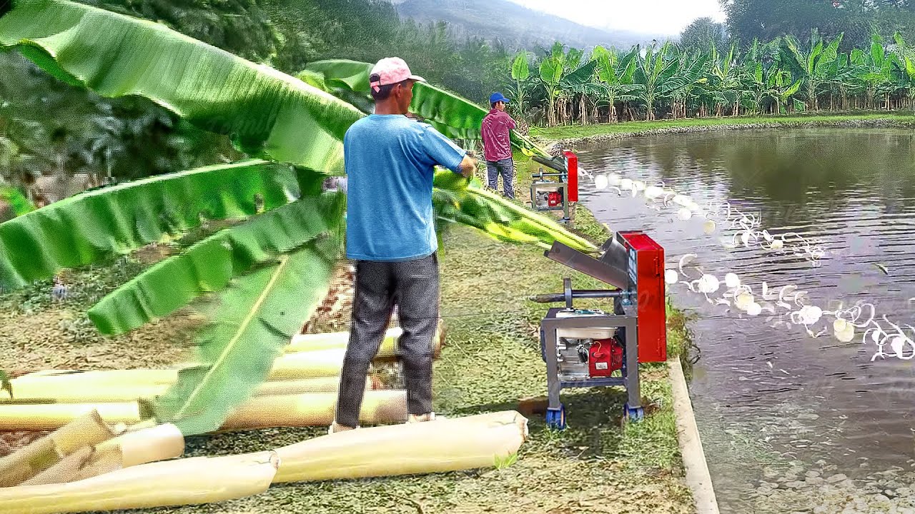 Cheapest Solution They Found to Feed Millions of Fish in Massive Pond