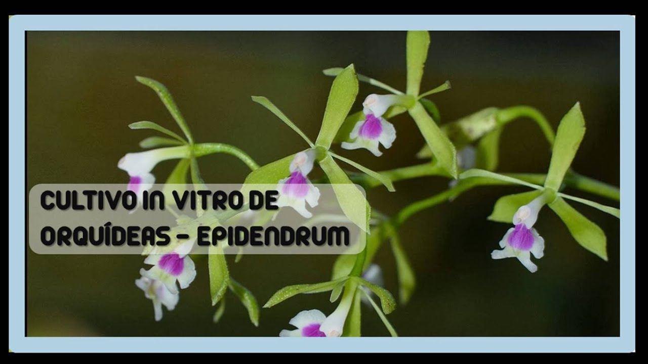 CULTIVO IN VITRO DE ORQUÌDEAS