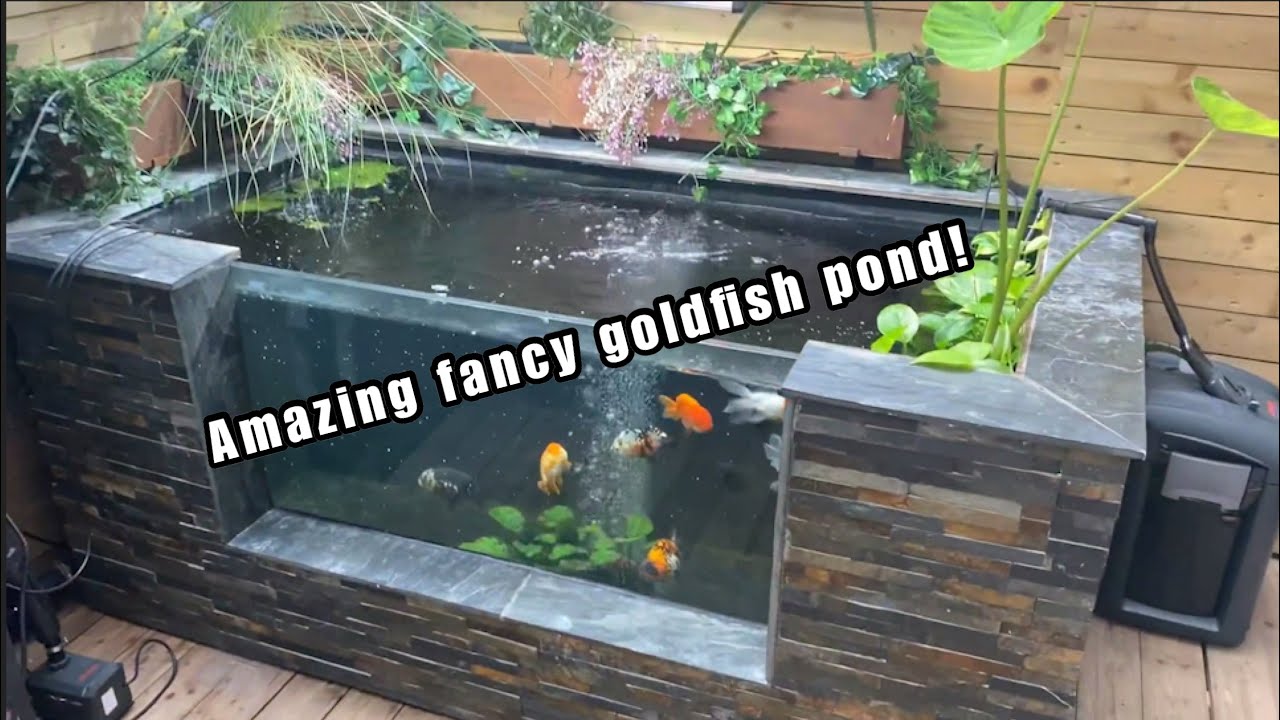 INSANE Fancy goldfish pond! DREAM setup!