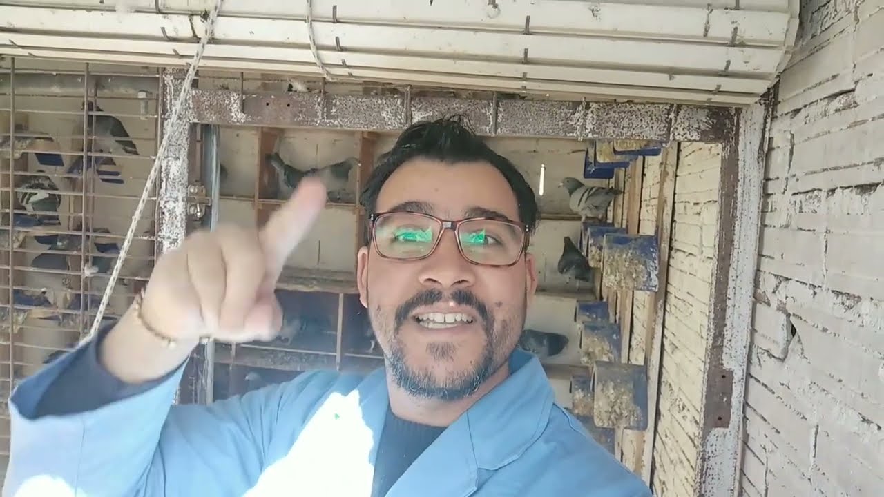 جمع الحمام الزاجل مطلق 190كيلو متر فرجة ممتعة ولكوم تعليقات 