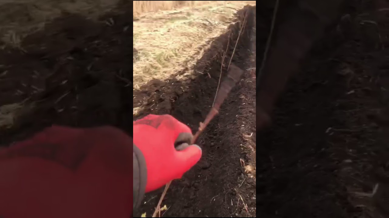 Sadzarka STARTLAS  - sadzenie olchy na podmokłym terenie