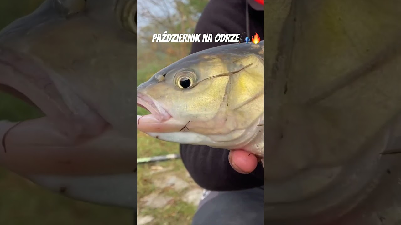 Październik na Odrze 🎣🔥 #feenyx #odra #brzana #karp #leszcz #kleń #jaź #feeder