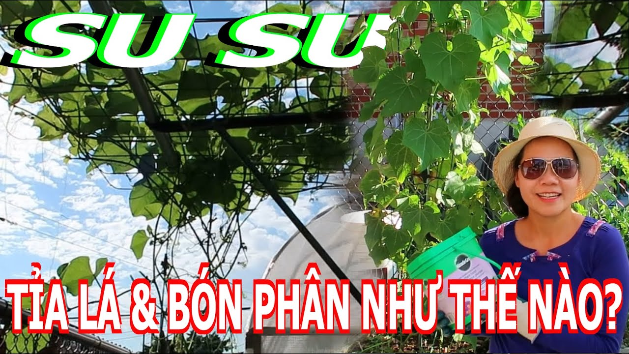 Tỉa lá và bon phân cho su su