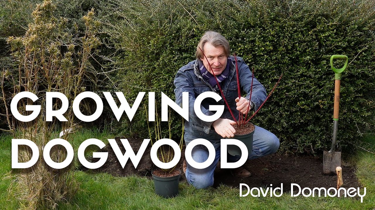 How to grow and care for dogwood