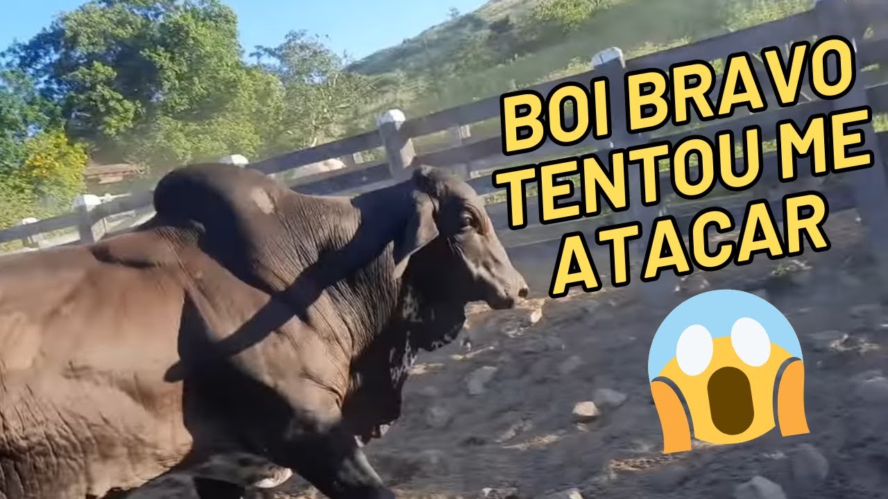 Embarque de 9 bois bravos, pensa num trabalho que deu 😱😱😱