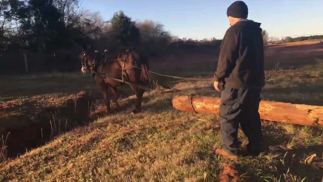 Mule pulls log by voice and chainsaw desensitization!!! 😎😎😎 #015