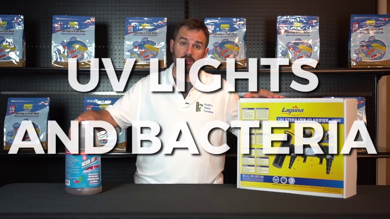 UV Lights and Bacteria