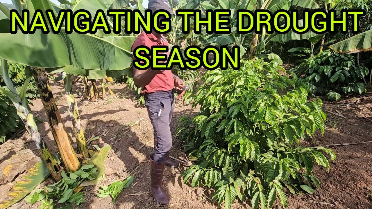 COFFEE FARMING: MANAGING OUR CROPS IN THE JANUARY DROUGHT SEASON🪾