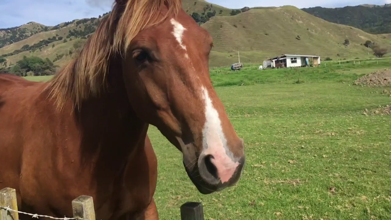 ANAURA BAY, Eastland, New Zealand