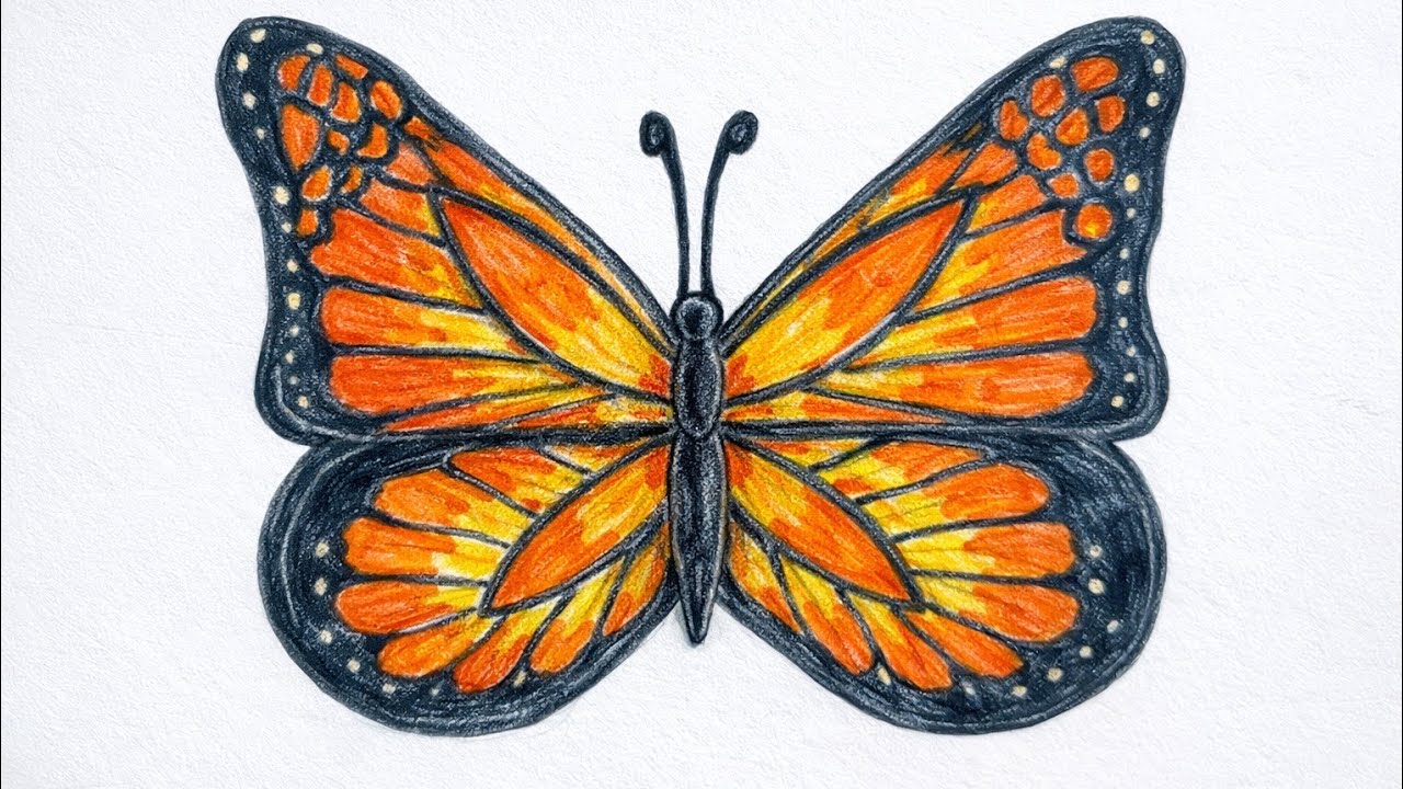 Easy Butterfly Drawing and Coloring 🦋 | Beautiful Sketch for Beginners #pencildrawing #coloringart