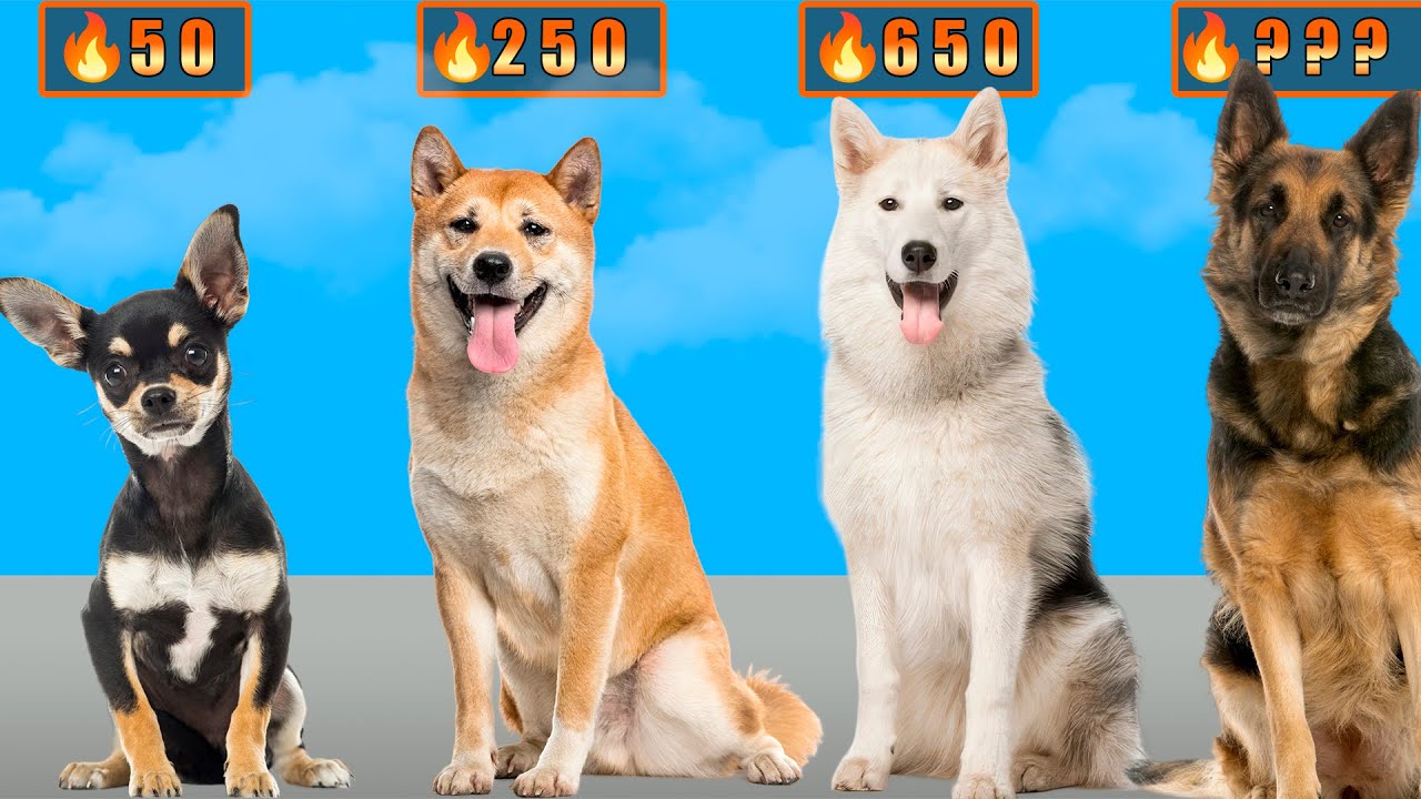 🐶 Породы собак по силе: кто самый сильный? 💥