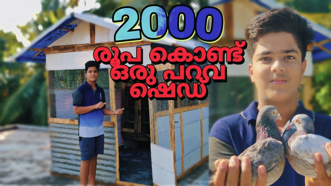 2000 രൂപ കൊണ്ടുണ്ടാക്കിയ പറവ കൂടാരം. my new Highflyer pigeon loft.