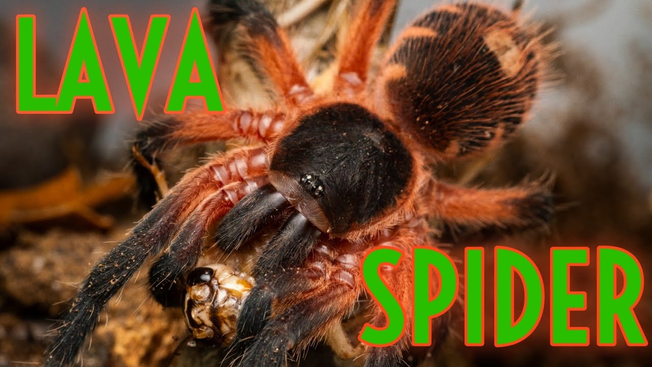LAVA TARANTULA - Davus sp Panama Rehouse Enclosure Build