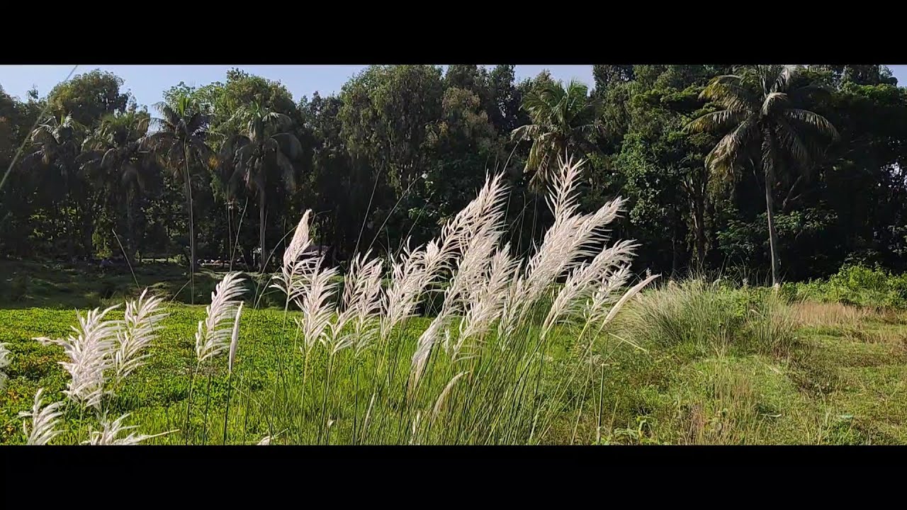 Serenity || Apur Panchali theme music