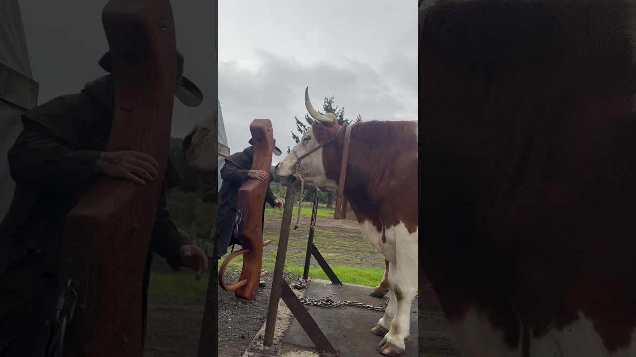 Yoking the Oxen