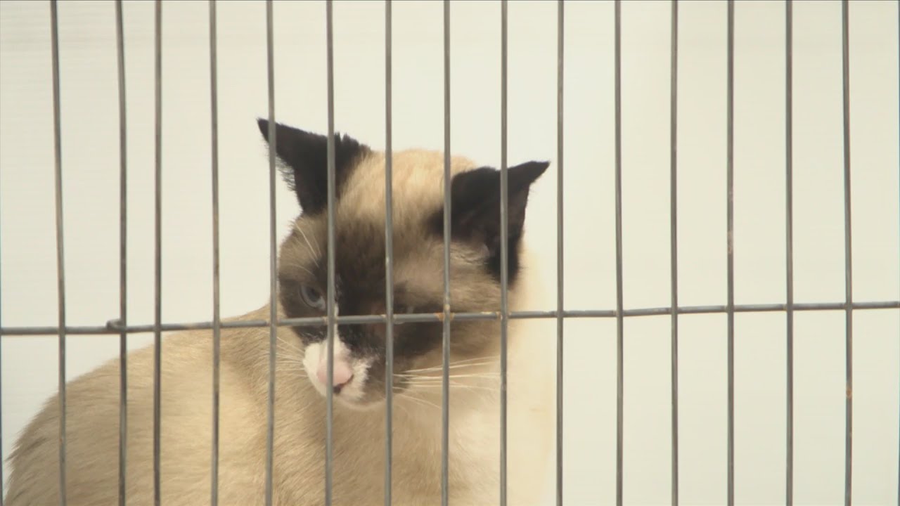 Cat Fanciers&rsquo; Association hosts 70th annual cat show