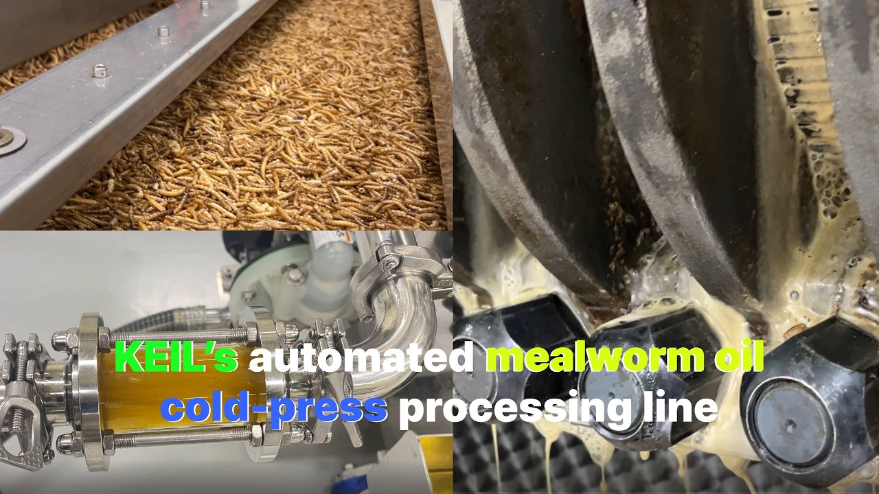 Automated Mealworm Oil Cold-Press Processing Line | KEIL Insect Bio Materials Manufacturing System