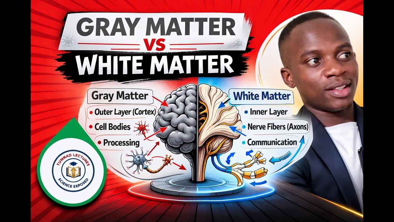 MASTERING GRAY MATTER VS WHITE MATTER