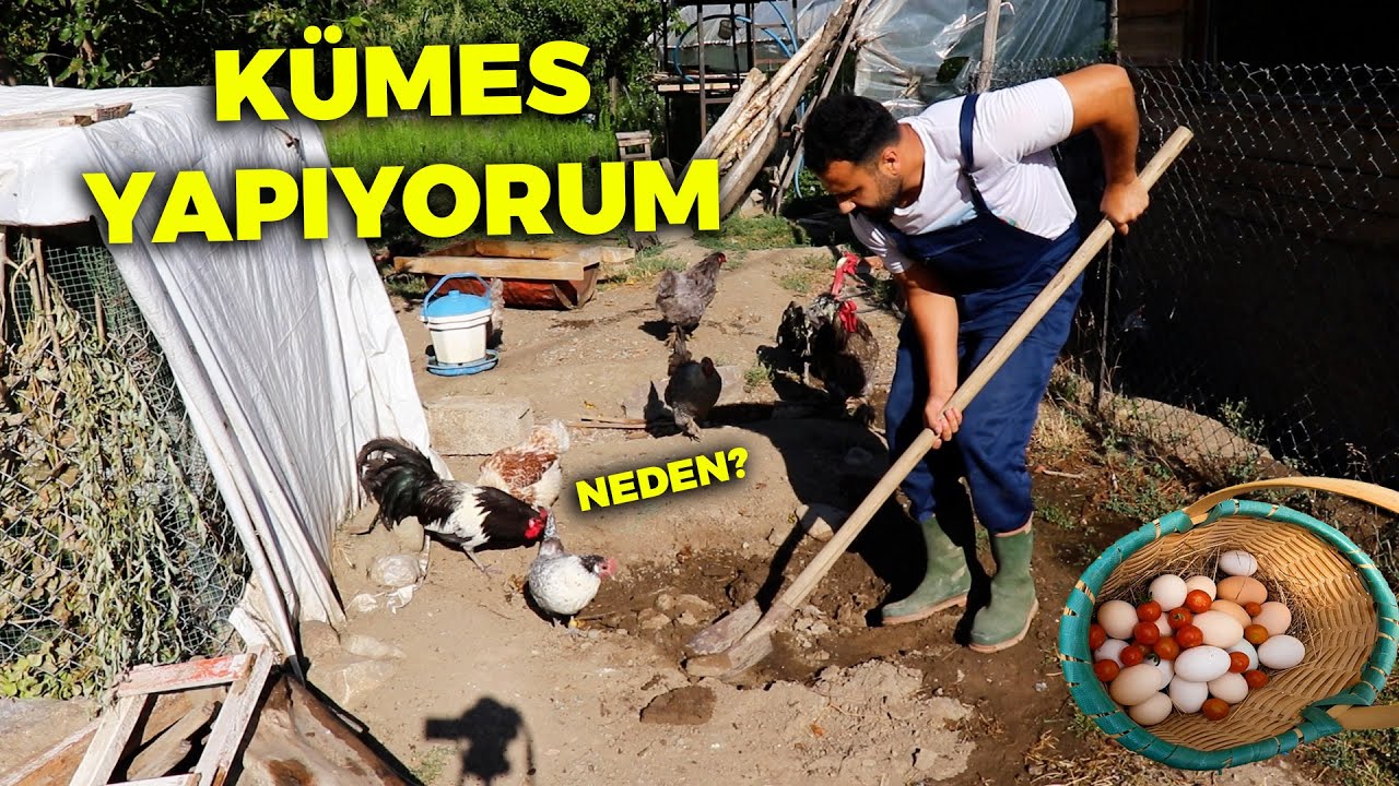 Yeni kümes yapımına başladım ! SÜRPRİZ Hayvan - Yumurta Topladım - Domates Toplama
