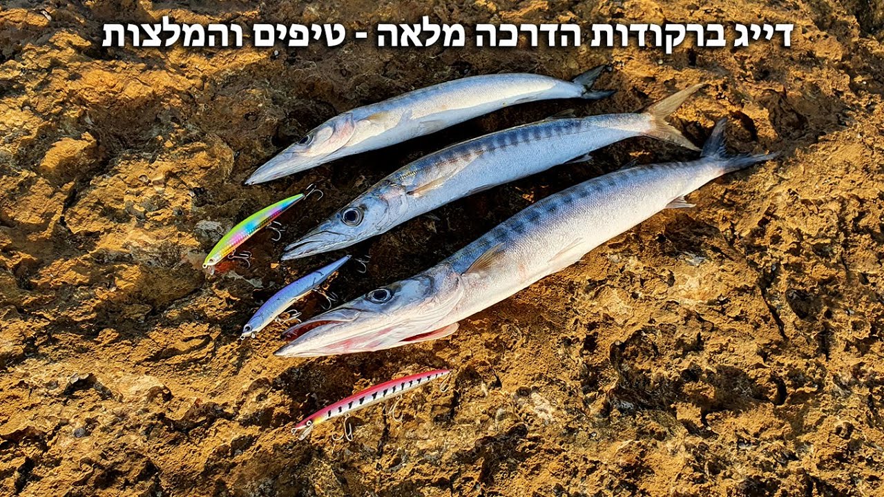 דייג ז'רז'ור ברקודות - הדרכה מלאה איך דגים ברקודות. המלצות טיפים ודמויים מומלצים Barracuda fishing