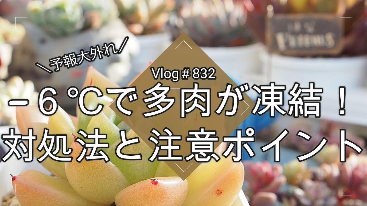 【Vlog832】【多肉植物】予報大外れ！－６℃で多肉が凍結まつり❄️対処法と注意ポイント【防寒対策】