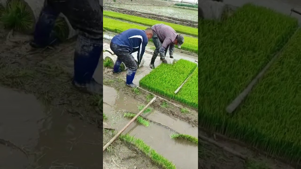 The efficiency of the rice transplanter is satisfactory 