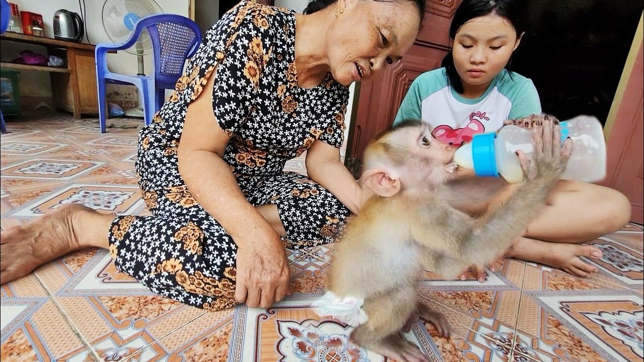 The rural life of a grandmother and a baby monkey who lost his mother