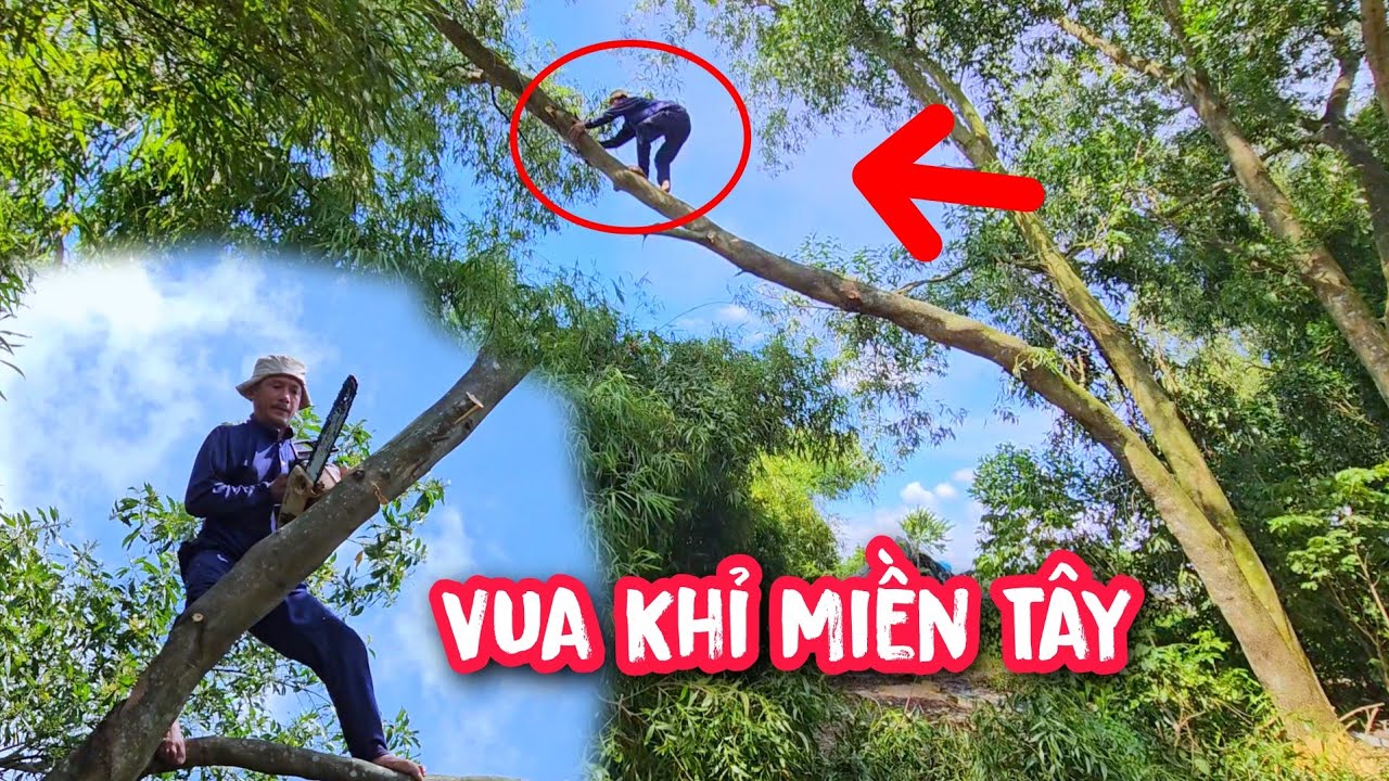Vua Khỉ cưa hạ 3 cây Tràm Bông Vàng ở Sài Gòn.